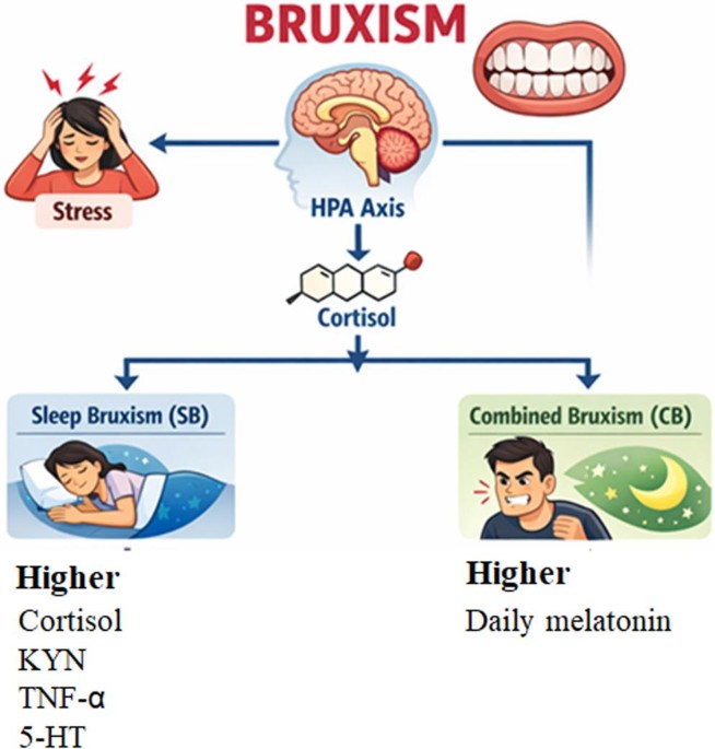Activation of the kynurenine pathway in possible bruxism: associations with cortisol, TNF-α, and possible bruxism subtypes