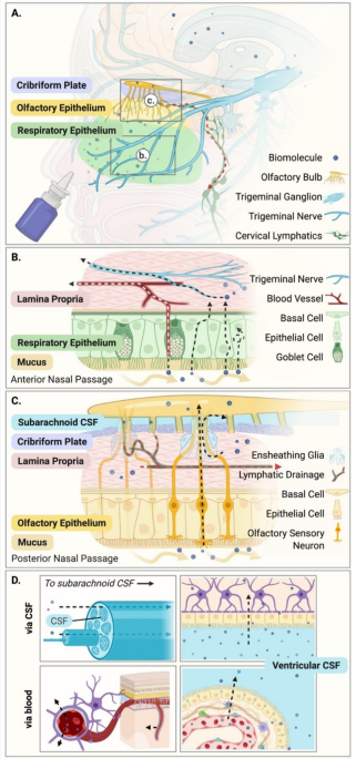 Imaging of intranasal drug delivery to the brain: updated review 2.0