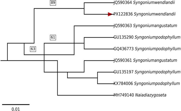 High-performance thin-layer chromatography-based fingerprinting and stigmasterol quantification in  Schott leaf extracts, supported by gas chromatography–mass spectrometry and Fourier transform infrared spectroscopy analyses