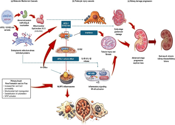 APOL1 kidney disease: a critical narrative review of molecular mechanisms, clinical heterogeneity, and the emerging therapeutic landscape