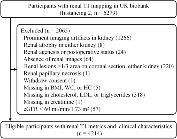 Obesity and reduced renal corticomedullary differentiation on T1 mapping: a population-based UK Biobank study