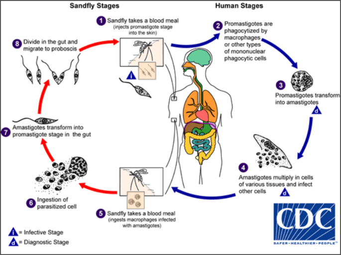 Leishmaniasis in North Africa; Ecological Dynamics and Control Challenges