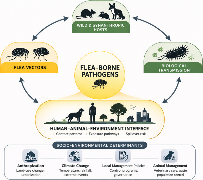 Neglected Flea-Borne Diseases in the Americas: Current Epidemiology, Ecological Determinants, and One Health Challenges