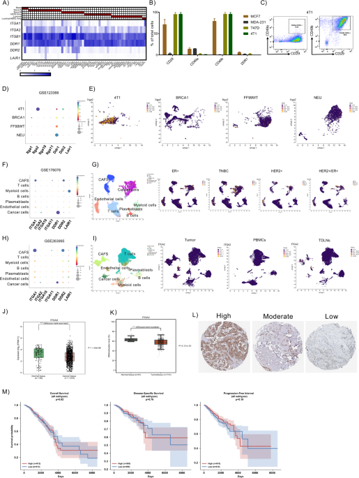 Integrin α2 (CD49b) blockade remodels the tumor immune microenvironment and enhances anti-PD-L1 therapy in 4T1 breast cancer model