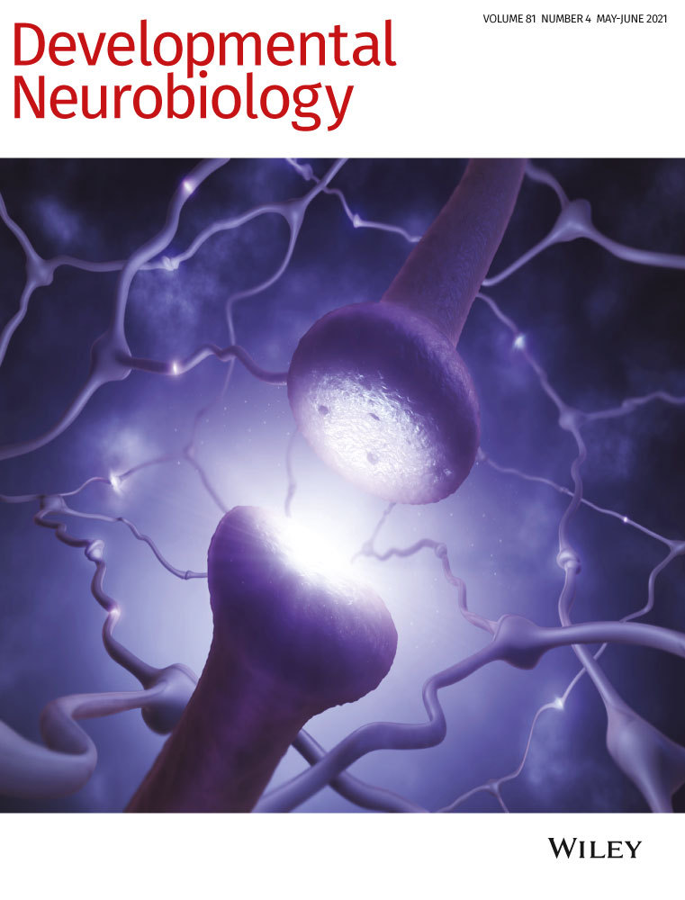 Developmental maturation of presynaptic ribbon numbers in chicken basilar‐papilla hair cells and its perturbation by long‐term overexpression of Wnt9a