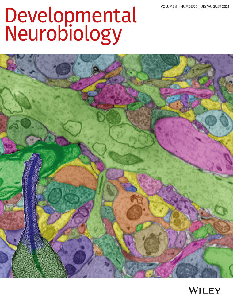 The clustering of voltage‐gated sodium channels in various excitable membranes