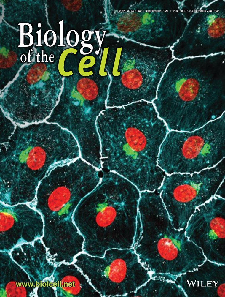 Quantitative dSTORM super‐resolution microscopy localizes Aurora kinase A/AURKA in the mitochondrial matrix