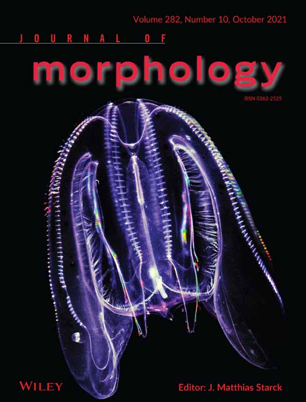 The squirrel is in the detail: Anatomy and morphometry of the tail in Sciuromorpha (Rodentia, Mammalia)