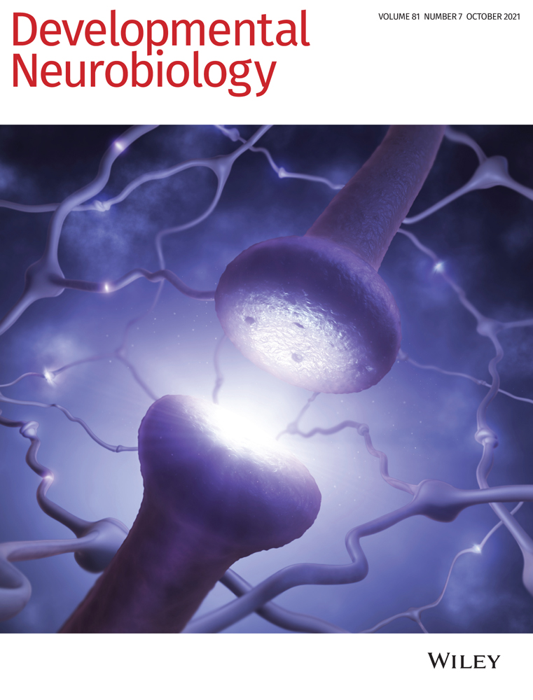 Novel localizations of TRPC5 channels suggest novel and unexplored roles: A study in the chick embryo brain