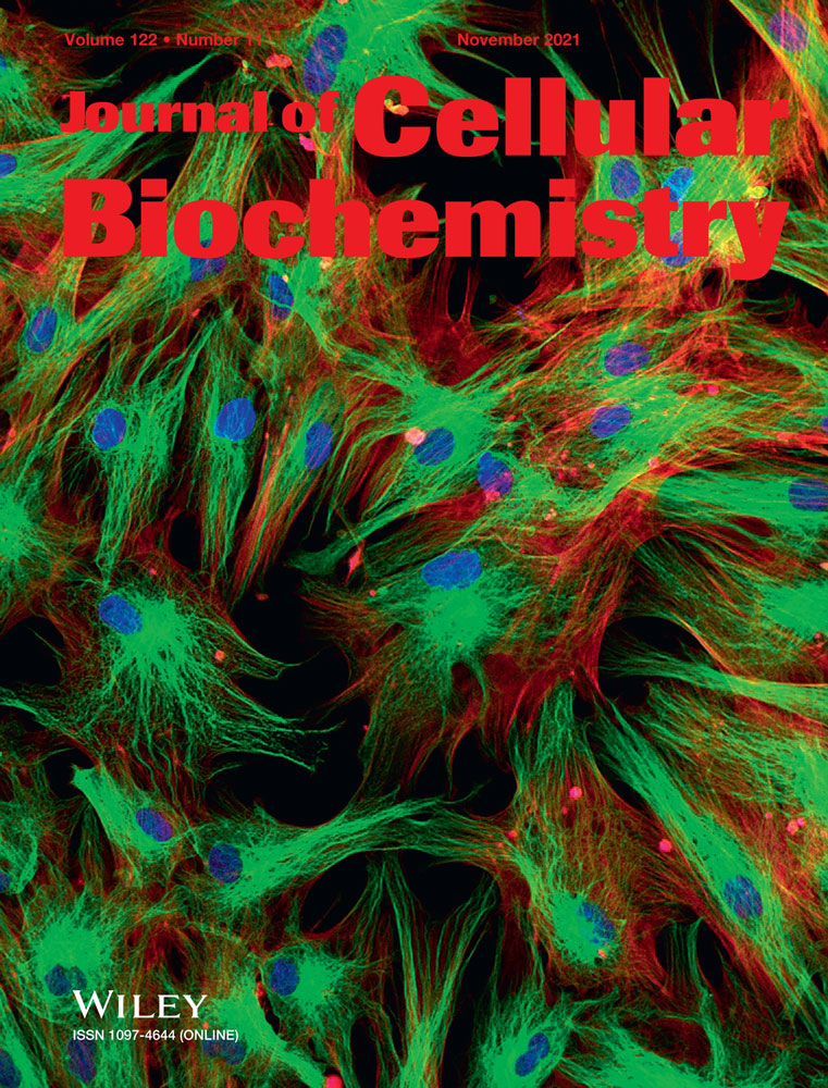BAG3 induces α‐SMA expression in human fibroblasts and its over‐expression correlates with poorer survival in fibrotic cancer patients