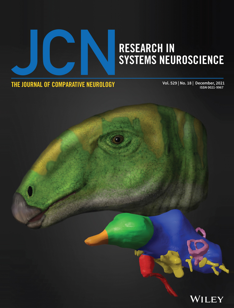 Soldier neural architecture is temporarily modality‐specialized but poorly predicted by repertoire size in the stingless bee Tetragonisca angustula