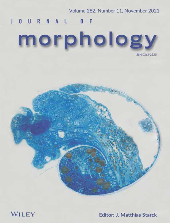 Dental topographic and three‐dimensional geometric morphometric analysis of carnassialization in different clades of carnivorous mammals (Dasyuromorphia, Carnivora, Hyaenodonta)
