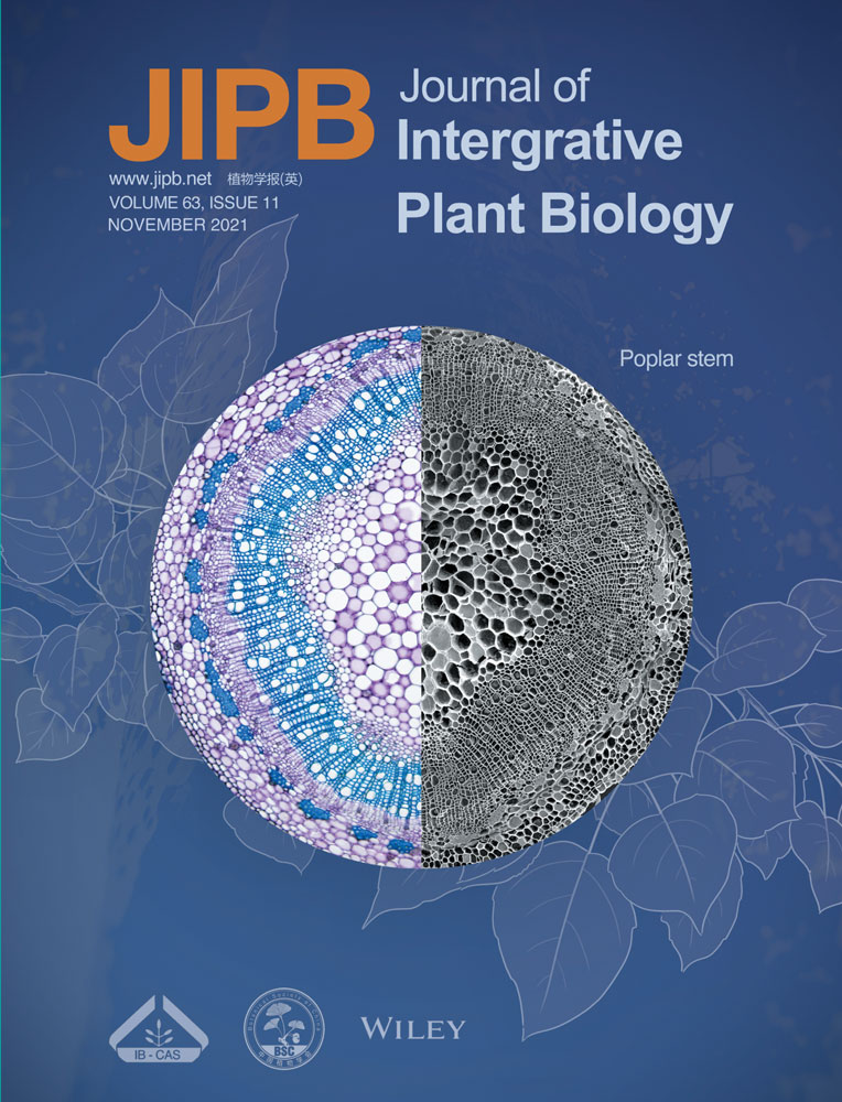 GhKNL1 controls fiber elongation and secondary cell wall synthesis by repressing its downstream genes in cotton (Gossypium hirsutum)
