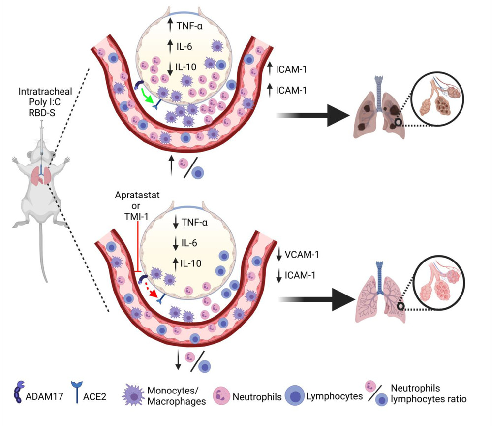 ADAM17/MMP inhibition prevents neutrophilia and lung injury in a mouse model of COVID‐19