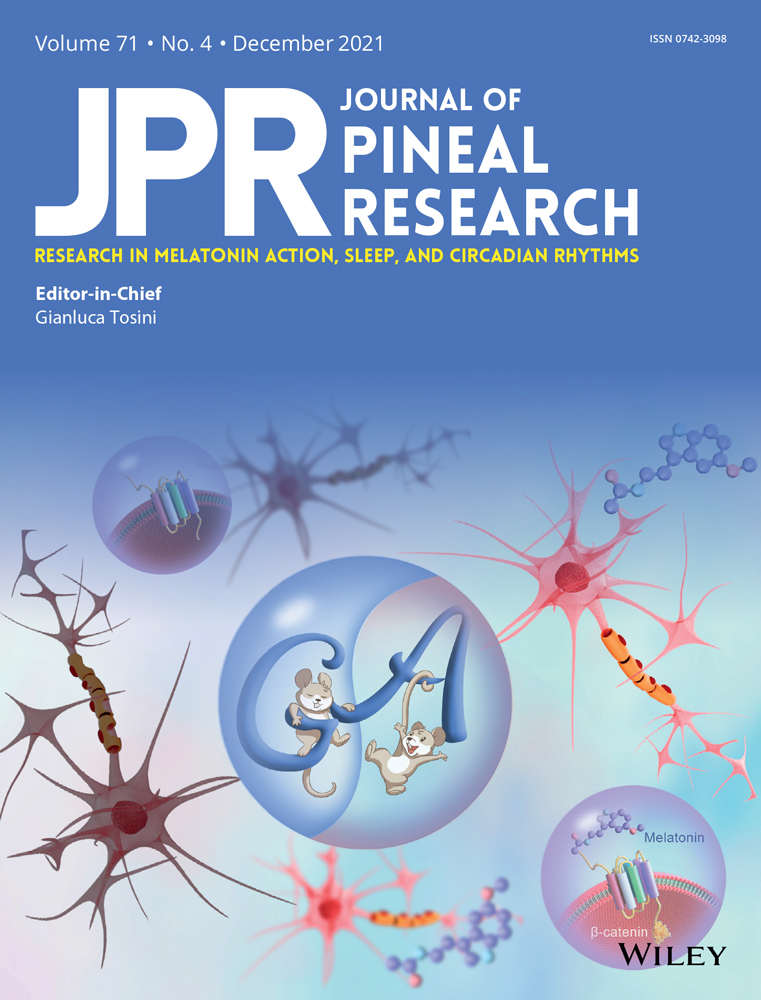 Melatonin and verteporfin synergistically suppress the growth and stemness of head and neck squamous cell carcinoma through the regulation of mitochondrial dynamics