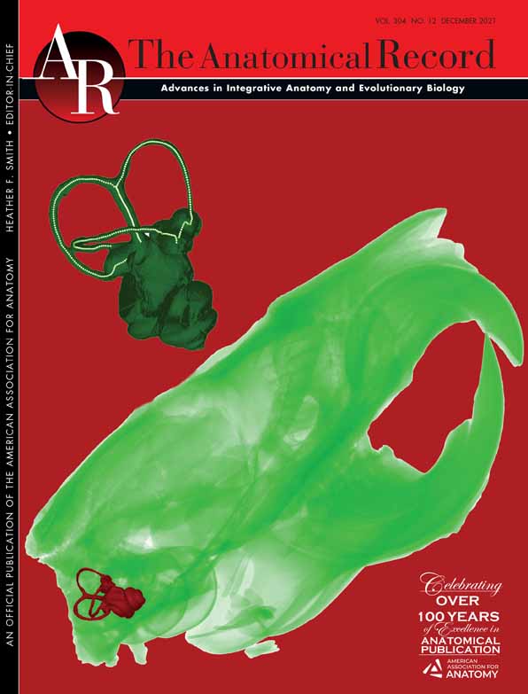 Distribution of cholinergic neurons in the brains of a lar gibbon and a chimpanzee
