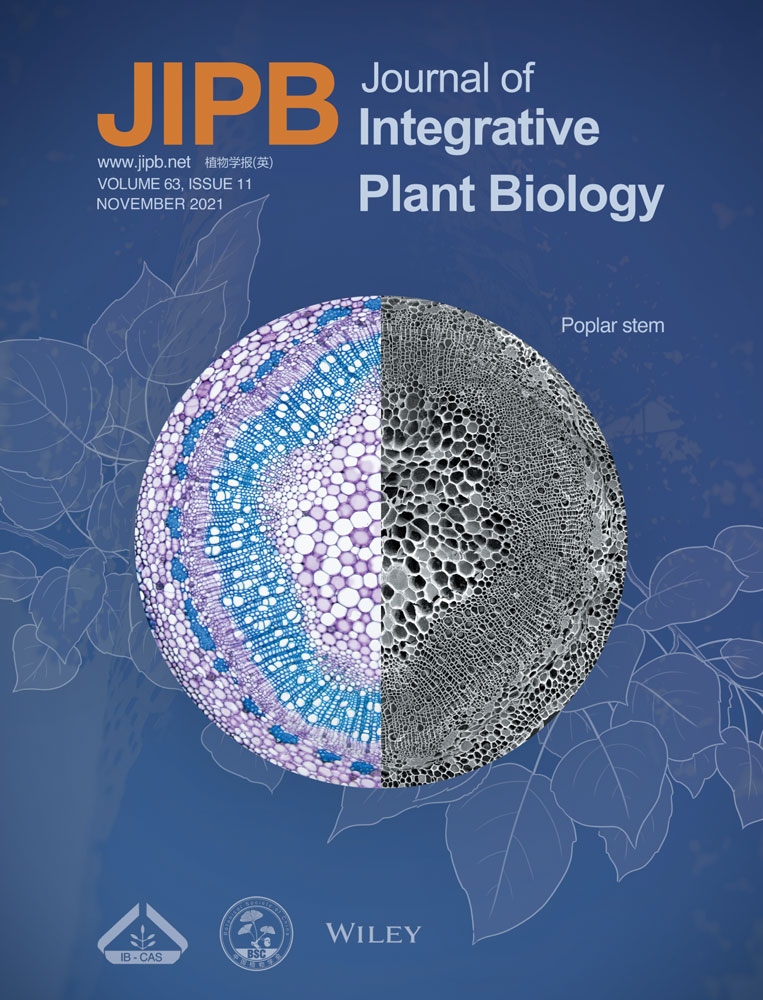The role of senescence‐associated gene101 (PagSAG101a) in the regulation of secondary xylem formation in poplar