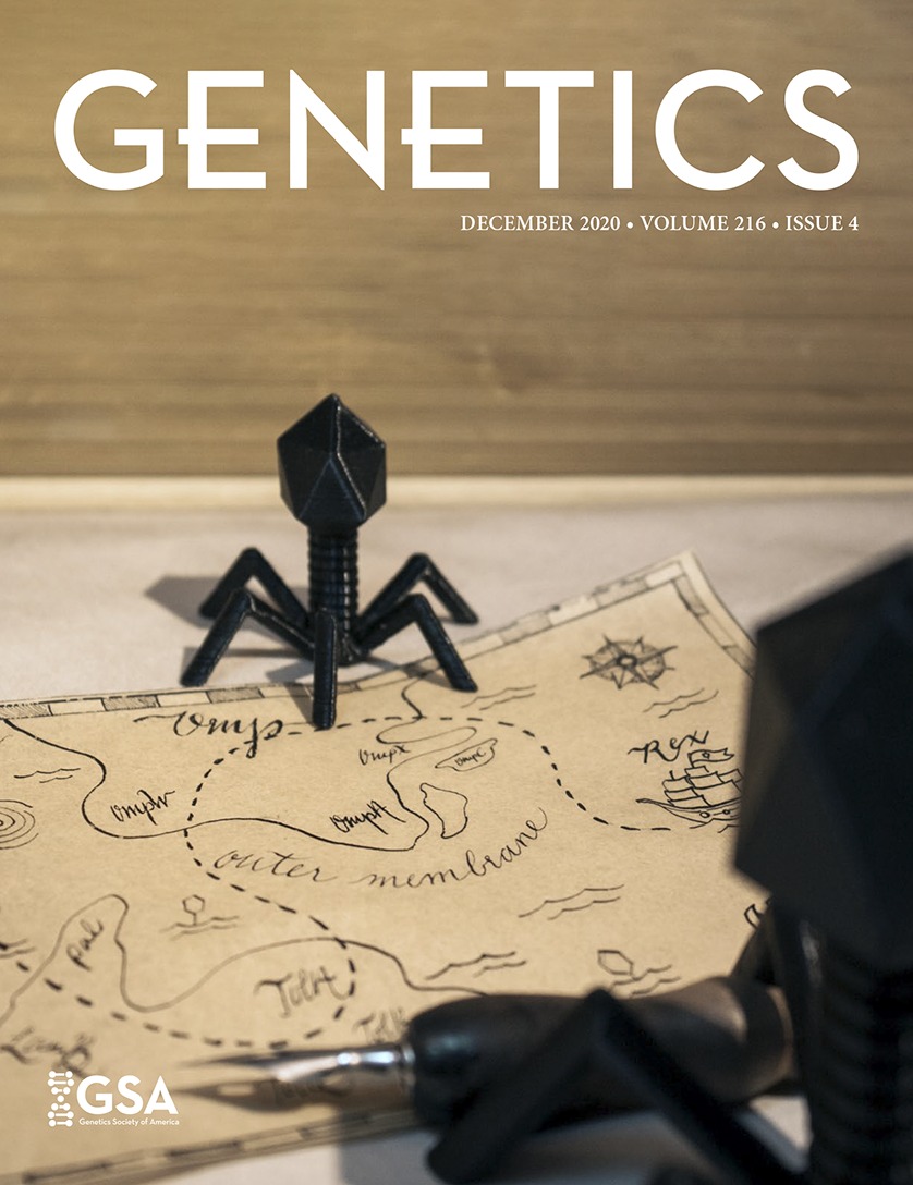 Identification of Escherichia coli Host Genes That Influence the Bacteriophage Lambda ({lambda}) T4rII Exclusion (Rex) Phenotype [Cellular Genetics]