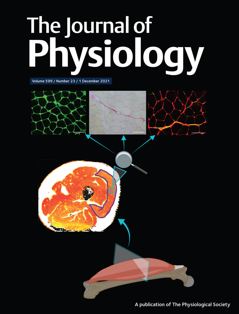 Orai1‐ and Orai2‐, but not Orai3‐mediated ICRAC is regulated by intracellular pH