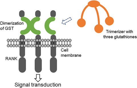 Development of chimeric RANK with GST in the extracellular domain: Artificial switch in a membrane receptor