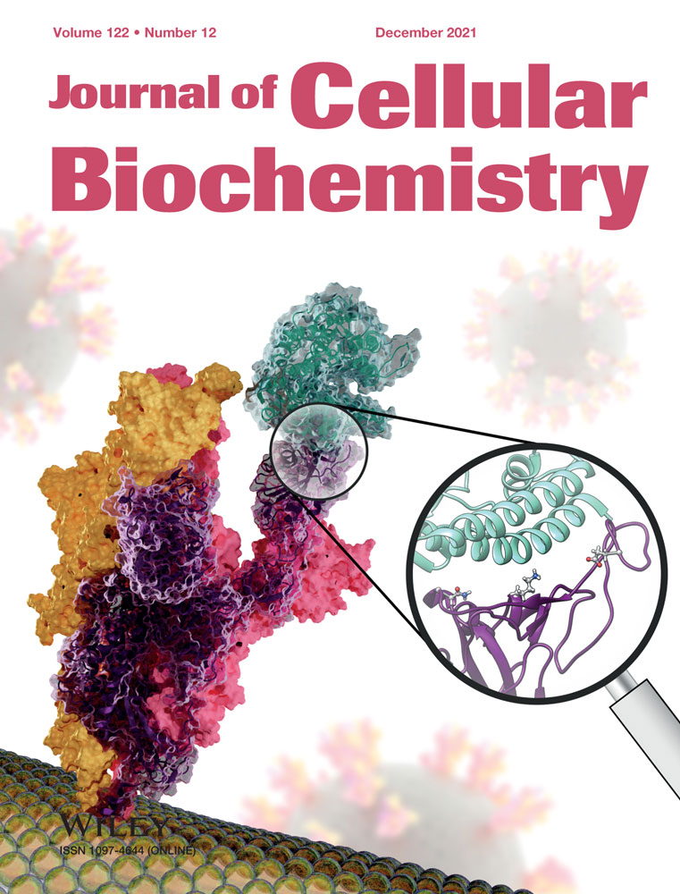 The potential role of miR‐1290 in cancer progression, diagnosis, prognosis, and treatment: An oncomiR or onco‐suppressor microRNA?