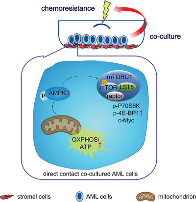 Bone marrow microenvironment drives AML cell OXPHOS addiction and AMPK inhibition to resist chemotherapy