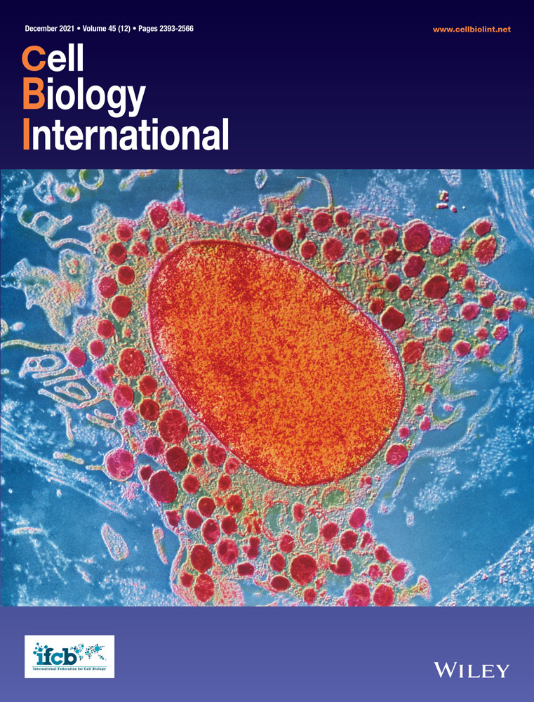 Proteinase 3 associated with Wegener’s Granulomatosis