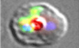 PI4‐kinase and PfCDPK7 signaling regulate phospholipid biosynthesis in Plasmodium falciparum