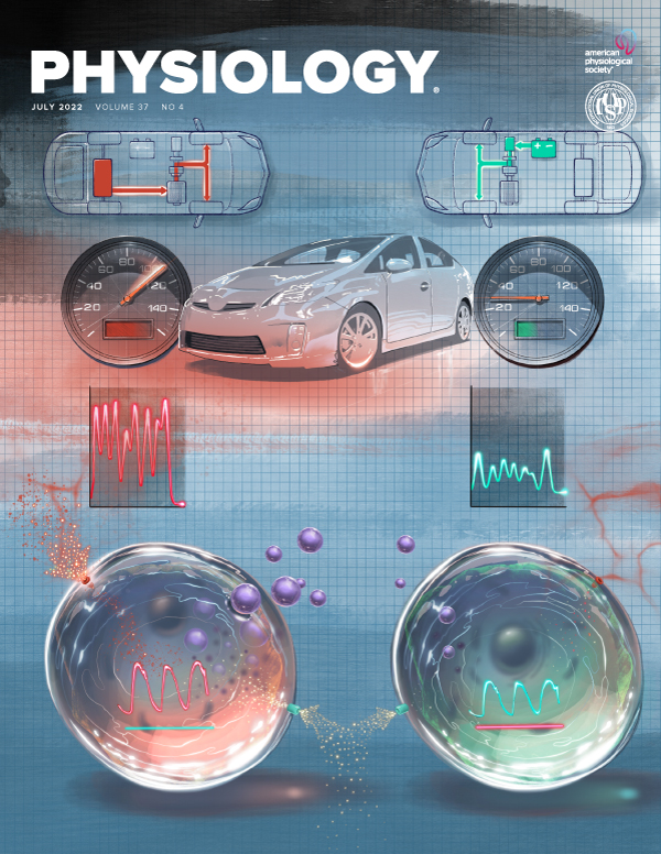 Mitochondrial metabolism in hibernation: Regulation and Implications