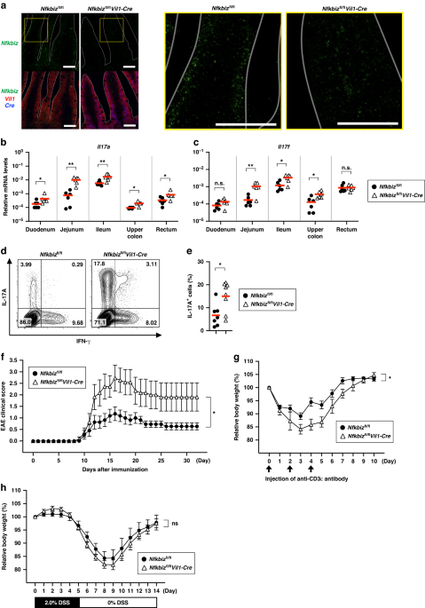 IκBζ controls IL-17-triggered gene expression program in intestinal epithelial cells that restricts colonization of SFB and prevents Th17-associated pathologies