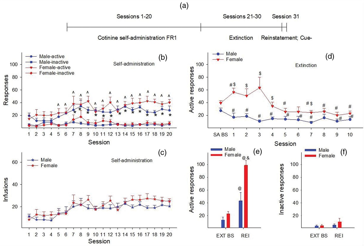 Relapse to cotinine seeking in rats: differential effects of sex