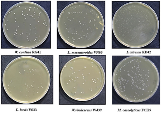 Microbiology Research, Vol. 13, Pages 953: Correction: Uwamahoro et al. An Assessment of the Lactic Acid-Producing Potential of Bacterial Strains Isolated from Food Waste. Microbiol. Res. 2022, 13, 278&ndash;291