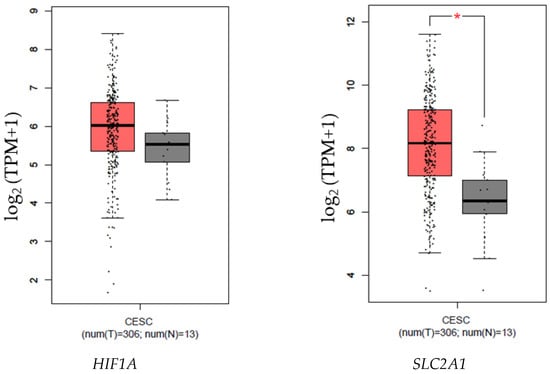 Pathogens, Vol. 12, Pages 33: Expression of HIF-1&alpha; and Genes Involved in Glucose Metabolism Is Increased in Cervical Cancer and HPV-16-Positive Cell Lines
