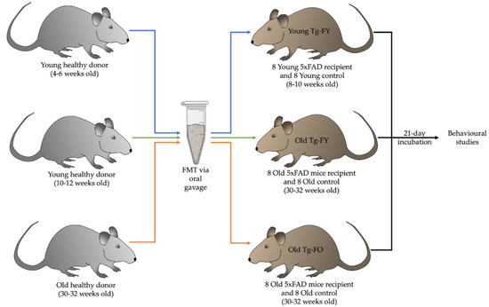 Cells, Vol. 12, Pages 119: Fecal Microbiota Transplantation Reduces Pathology and Improves Cognition in a Mouse Model of Alzheimer&rsquo;s Disease