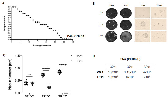Viruses, Vol. 15, Pages 95: The Cold-Adapted, Temperature-Sensitive SARS-CoV-2 Strain TS11 Is Attenuated in Syrian Hamsters and a Candidate Attenuated Vaccine