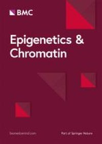 The role of Dmnt1 during spermatogenesis of the insect Oncopeltus fasciatus