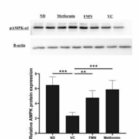 Formononetin suppresses hyperglycaemia through activation of GLUT4-AMPK pathway