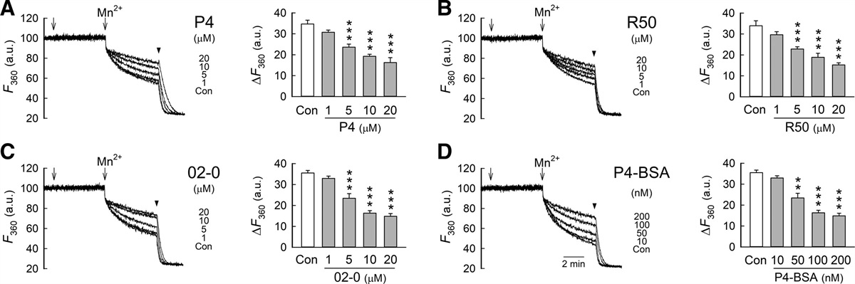 The rapid activation of cPKCβII by progesterone results in the negative regulation of Ca2+ influx in human resting T cells