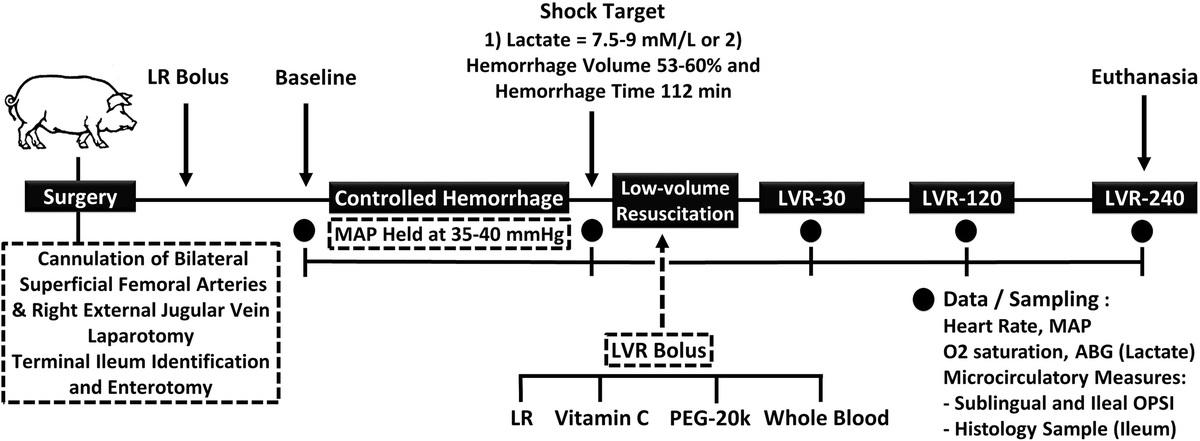 Restoring microcirculatory perfusion in a preclinical model of severe hemorrhagic shock: The role of microcirculatory function
