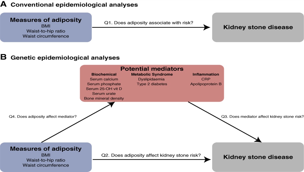Central Adiposity Increases Risk of Kidney Stone Disease through Effects on Serum Calcium Concentrations