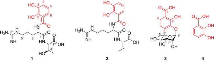 Identification of siderophores blocking infection of Pseudomonas aeruginosa from Kitasatospora sp. LS1784