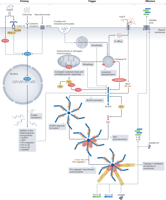 The role of the NLRP3 inflammasome and pyroptosis in cardiovascular diseases