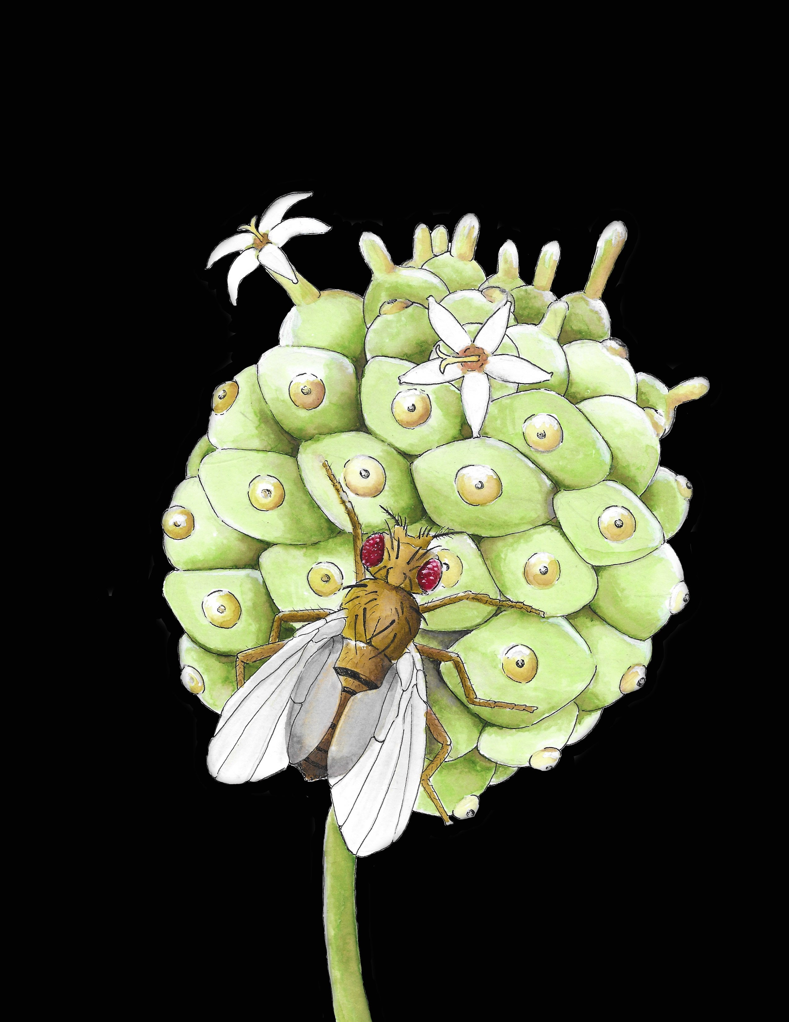 How did a fly species gain sole access to a fruit in the Seychelles?