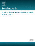 Death and survival from executioner caspase activation
